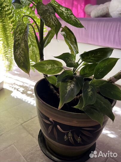 Комнатные растения