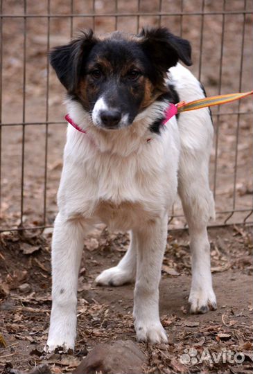 Помоги не задержаться в приюте
