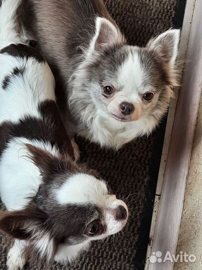 Девочки ищут дом