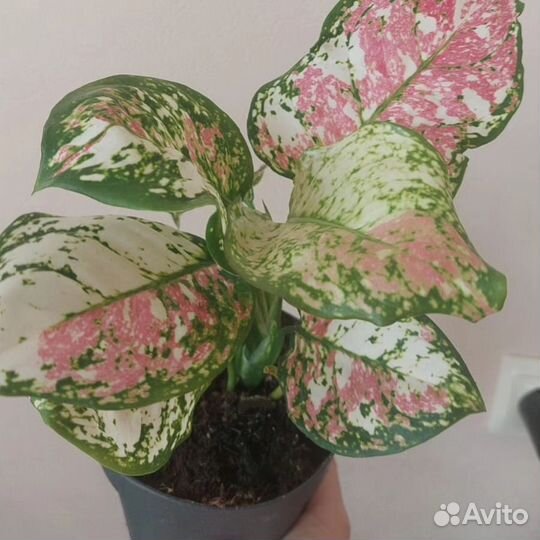 Сортовые аглаонемы