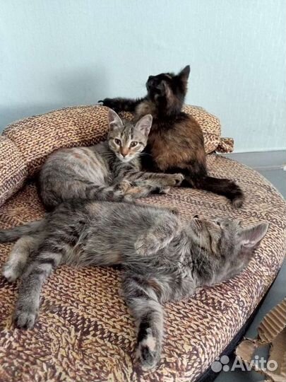 Кошки и котята в добрые руки