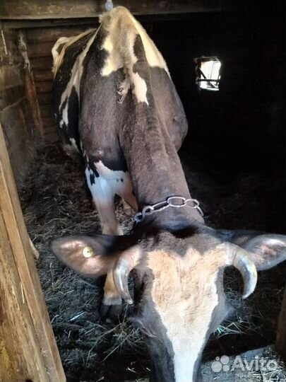 Корова на мясо