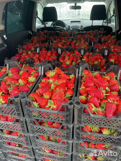 Клубника и черешня свежая собираем на 26.05