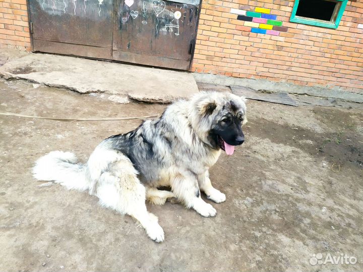 Вязка кавказец