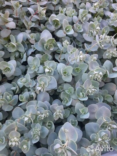 Почвопокровные растения