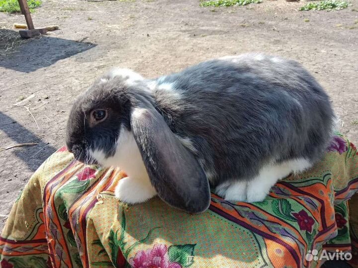 Французский баран