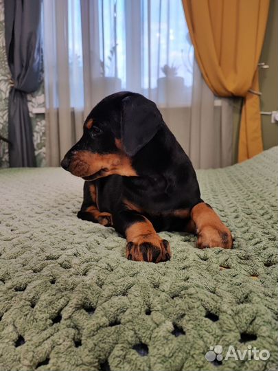 Щенки добермана