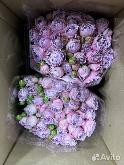 Букеты из кустовых пионовидных роз