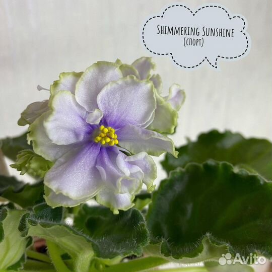 Детки сортовых фиалок