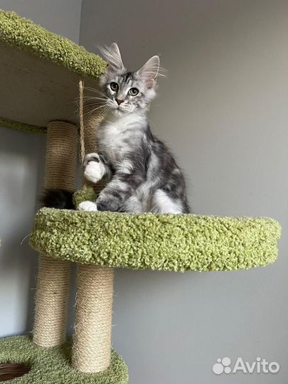 Котята мейн-кун