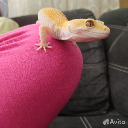 Ящерица эублефар