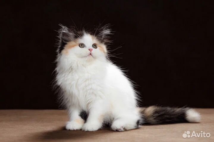 Шотландская кошечка