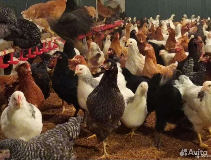 Курочки несушки молодки