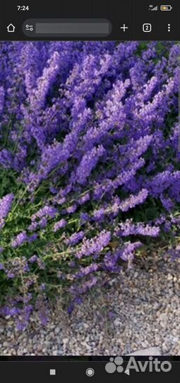 Котовник растение