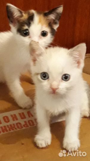 Милые котята ищут дом
