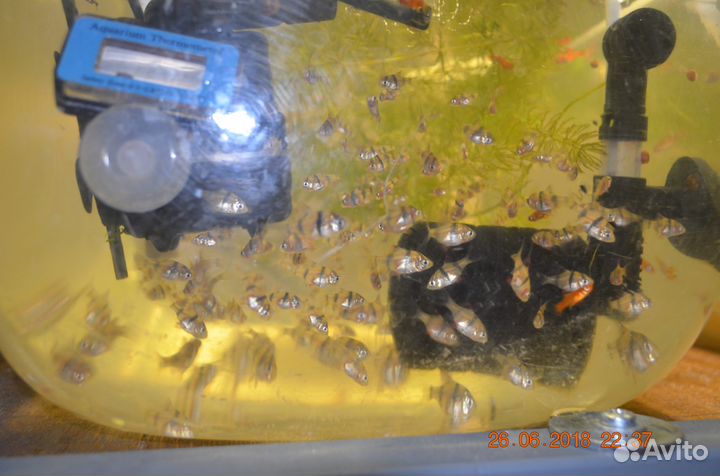 Барбус суматранский