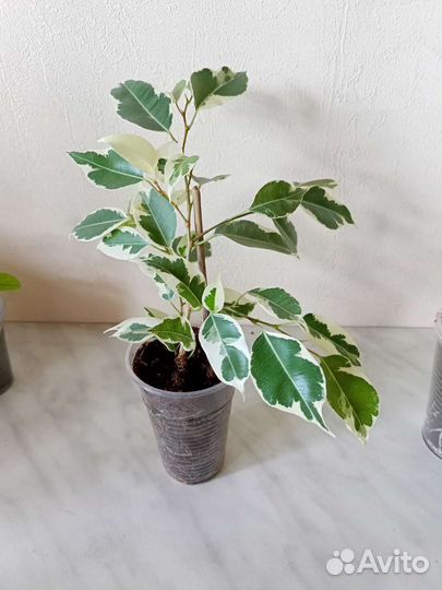 Продам цветы комнатные