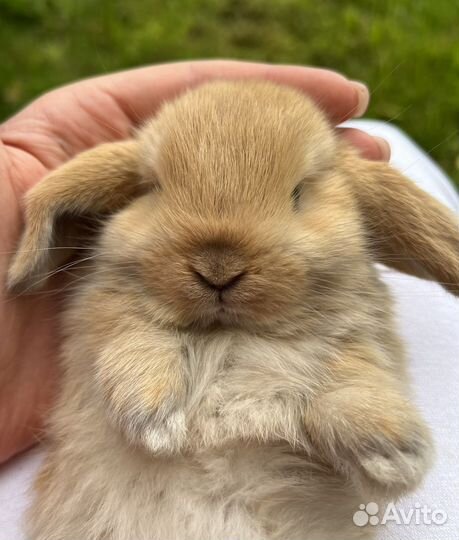 Карликовые декоративные крольчата, мини малыши