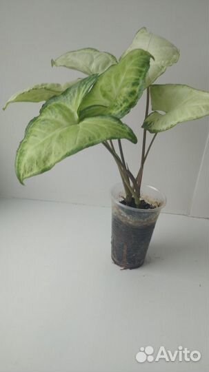 Сингониум, эпипремнум