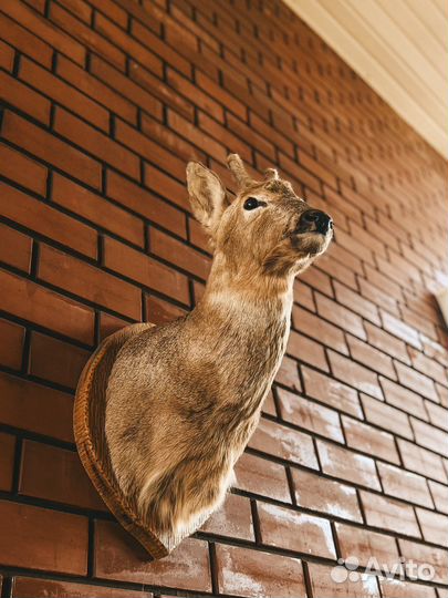 Чучела животных