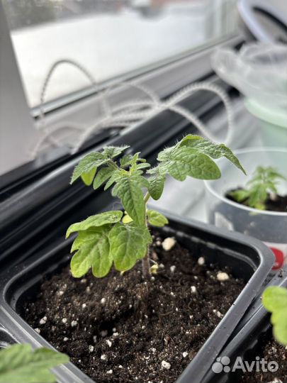 Рассада помидор черри