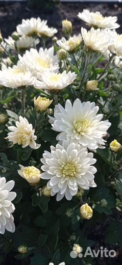 Оптом хризонтема