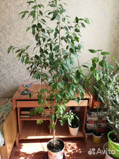 Фикус бенджамина большой