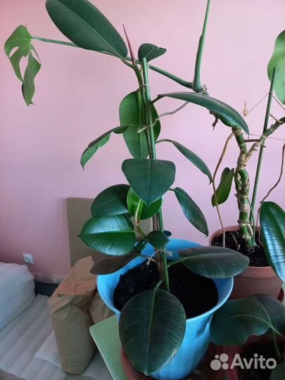 Фикус каучуконосный (эластика) большой