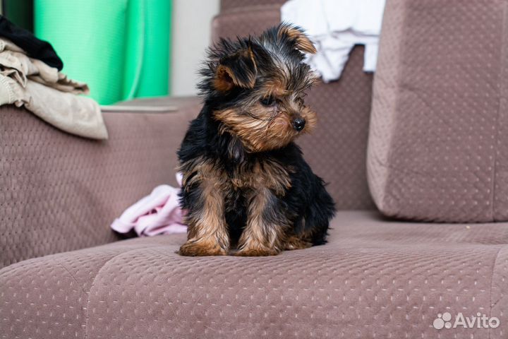 Йоркширский терьер