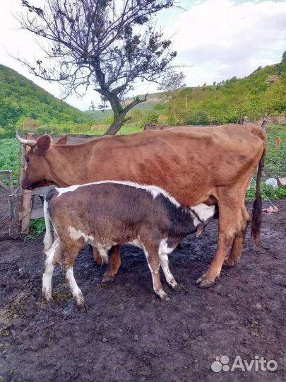 Корова и 2 бычка