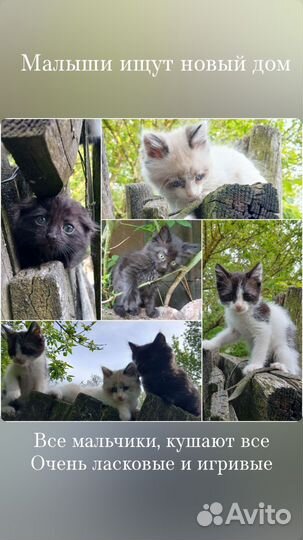 Кошки в добрые руки