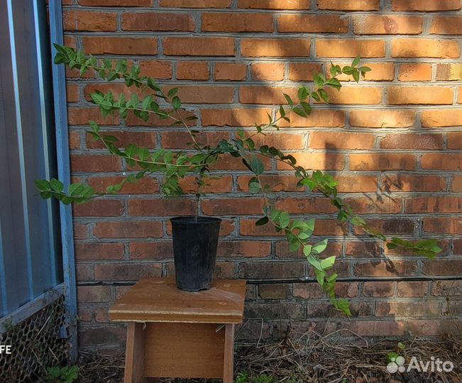 Жимолость Красная