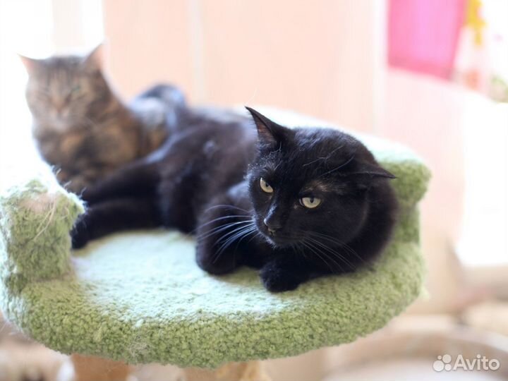 Кошки из приюта