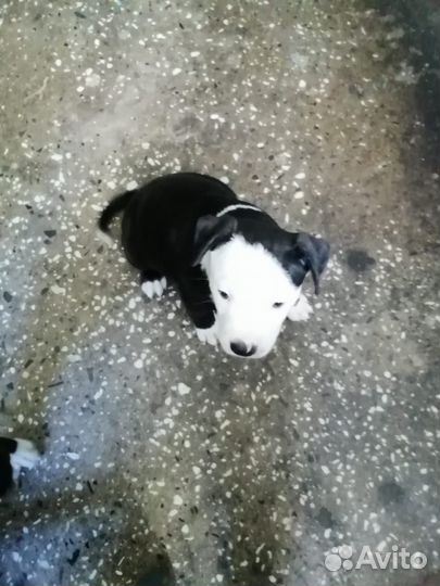 Щенки питбуля