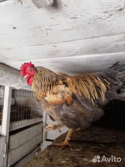Петухи породистые