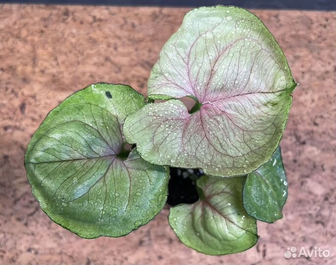 Сингониум ред ями (тай)