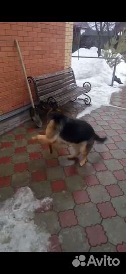 Выгул собак