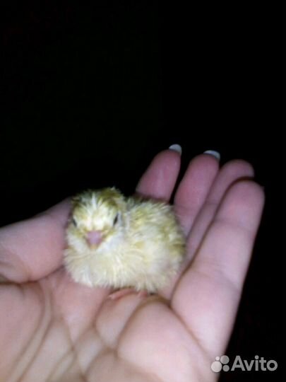 Яйцо инкубационное Перепел Техасский бройлер