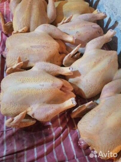 Домашние куры бройлеры