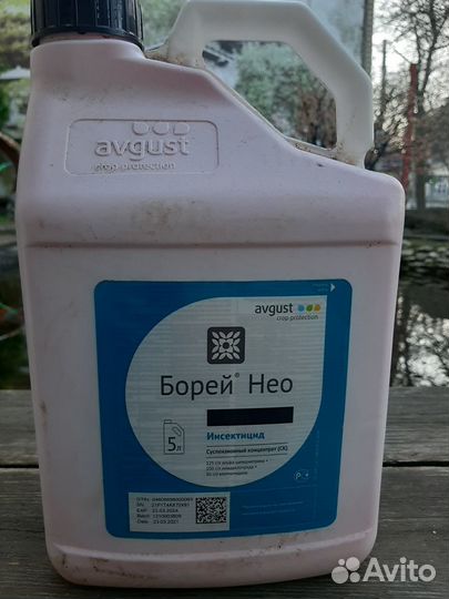 Борей, Борей Нео