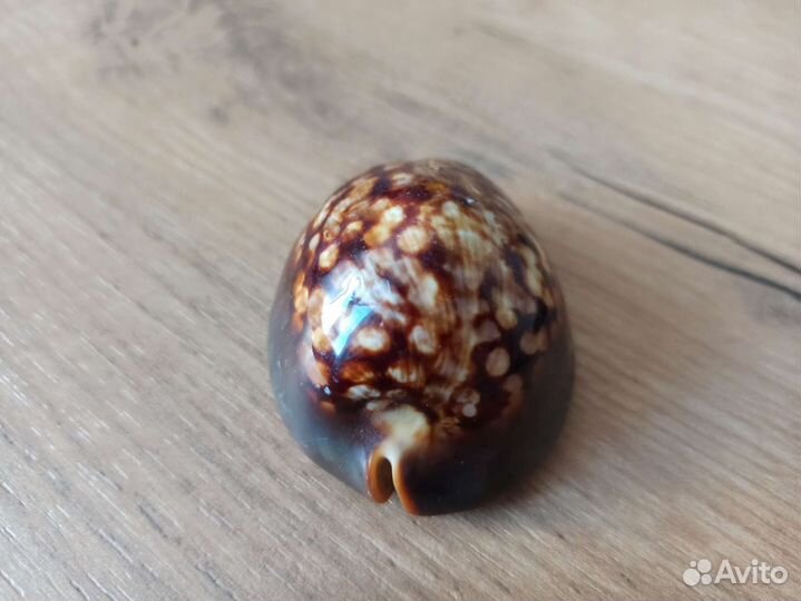 Морская раковина