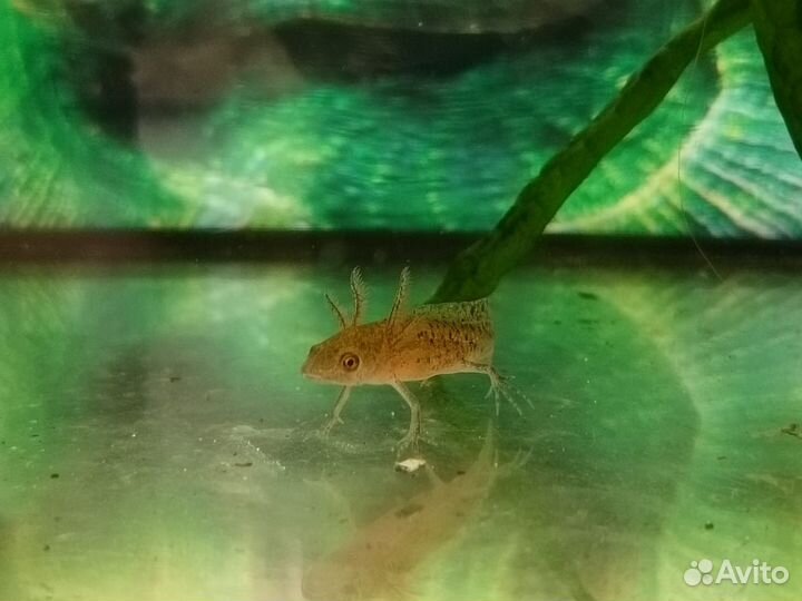 Тритон аквариумный