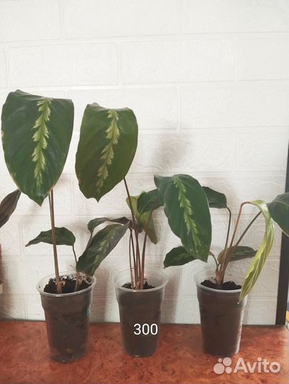 Филодендрон