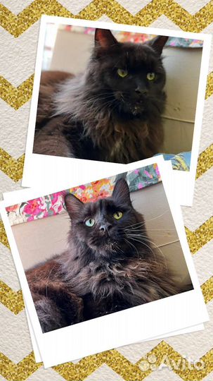 Кошечка Мейн-кун в добрые руки