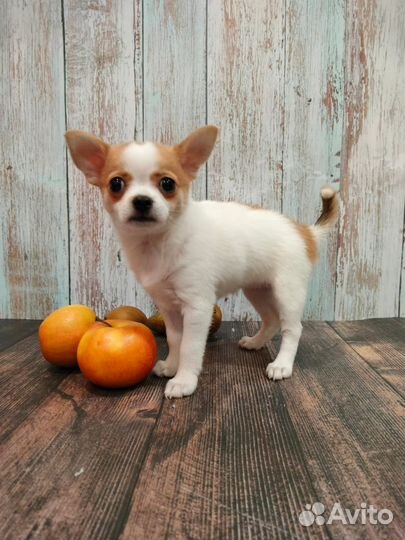Девочка Чихуахуа