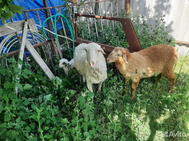 Матка с ягненком