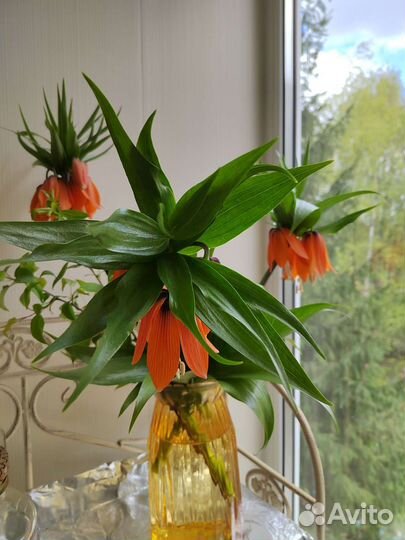 Рябчик императорский оранжевый