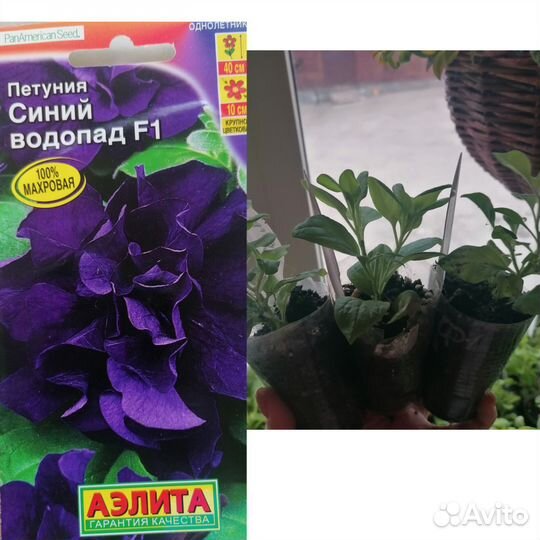 Петунья
