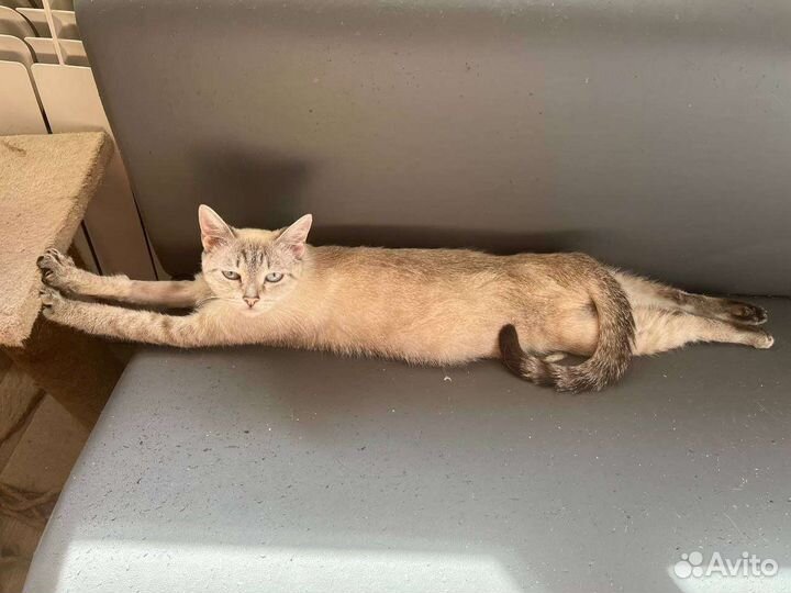 Молодая кошечка