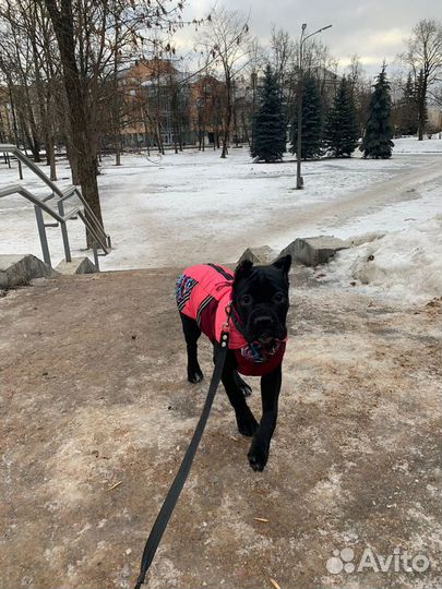 Зимний костюм для собаки